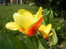 Tulipa Stresa (2016, March 17)