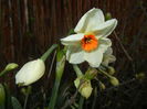 Narcissus Geranium (2016, March 18)