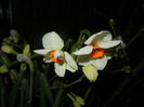 Narcissus Geranium (2016, March 18)
