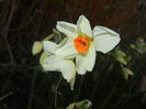 Narcissus Geranium (2016, March 18)