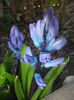 Hyacinth Delft Blue (2016, March 17)