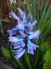 Hyacinth Delft Blue (2016, March 18)