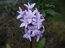 Hyacinth Splendid Cornelia (2016, Mar.18)