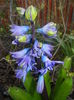Hyacinth Isabelle (2016, March 18)
