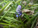 Muscari armeniacum (2016, March 18)