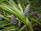 Muscari armeniacum (2016, March 18)