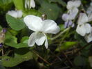 Sweet White Violet (2016, March 18)