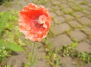 Red Poppy (2015, May 16)