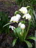 Leucojum