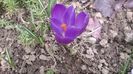 Crocus