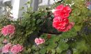 20160320_172554