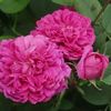 Rose de Rescht