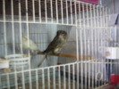 canarii mei 021