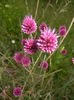 Allium sphaerocephalon (2015, June 29)