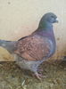 105375524_COKXTQM