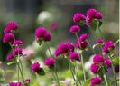 Gomphrena Purple o,5ron/buc