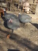 Galagioasele 3