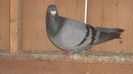 BATRINU