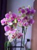 IMG_20160321_125904