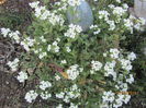 Arabis caucazica
