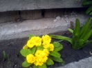 Primula galbena parfumata