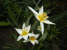 Tulipa Turkestanica (2016, March 21)