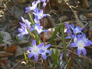 chionodaxa forbesii