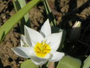 tulipa polychroma