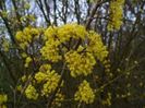 cornus mas