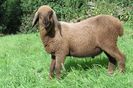 Miel Braunes Bergschaf-76y