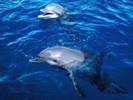 dolphin_2