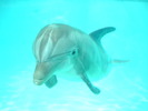 dolphin_4