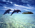 dolphin_7