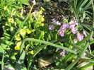 Primula