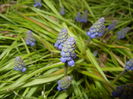 Muscari armeniacum (2016, March 21)