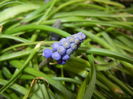 Muscari armeniacum (2016, March 21)