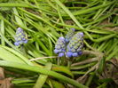 Muscari armeniacum (2016, March 21)