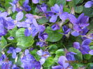 Picture 5635