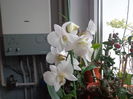 Dendrobium phalaenopsis