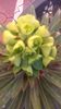 Euphorbia amygdaloides, flori