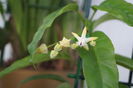 hoya multiflora 3