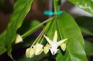 hoya multiflora 2