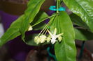 hoya multiflora 5