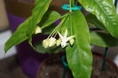 hoya multiflora 6