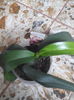 Orhidea 2 simpla