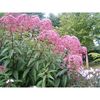 eupatorium-maculatum-atropurpureum