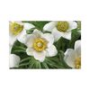 pulsatilla-vulgaris-pinwheel-white-