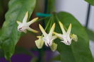 hoya multiflora 12