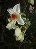 Narcissus Geranium (2016, March 21)