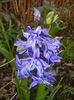 Hyacinth Isabelle (2016, March 21)